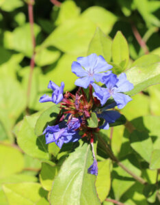 Ceratostigma griffithii - Dentelaire de Griffith - vue d'ensemble