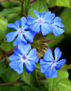 Ceratostigma willmottianum - Plumbago de Willmott - Inflorescence