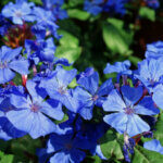 Ceratostigma willmottianum - Plumbago de Willmott - inflorescence
