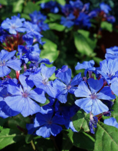 Ceratostigma willmottianum - Plumbago de Willmott - inflorescence