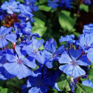 Ceratostigma willmottianum - Plumbago de Willmott - inflorescence
