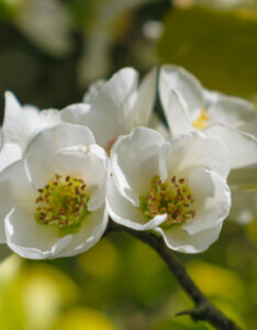 Chaenomeles speciosa Nivalis - Cognassier du Japon - inflorescence