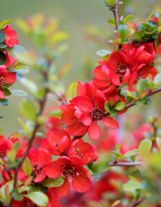 Chaenomeles japonica Sargentii - Cognassier du Japon - vue d'ensemble