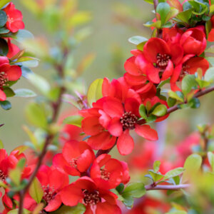 Chaenomeles japonica Sargentii - Cognassier du Japon - vue d'ensemble