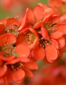 Chaenomeles japonica Sargentii - Cognassier du Japon - inflorescence