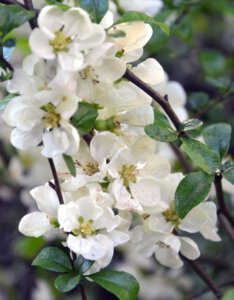 Chaenomeles speciosa Nivalis - Cognassier du Japon - feuillage et fleurs