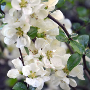 Chaenomeles speciosa Nivalis - Cognassier du Japon - feuillage et fleurs