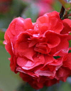 Chaenomeles speciosa Orange Storm - Cognassier du Japon - fleurs
