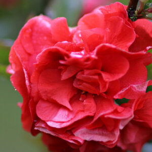 Chaenomeles speciosa Orange Storm - Cognassier du Japon - fleurs