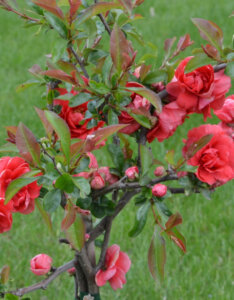 Chaenomeles speciosa Pink Storm - Cognassier du Japon - vue d'ensemble