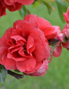 Chaenomeles speciosa Pink Storm - Cognassier du Japon - fleurs