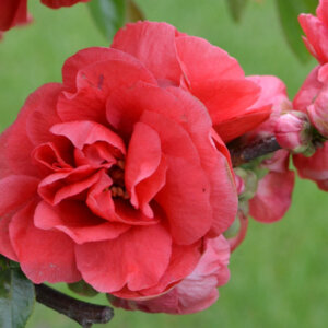 Chaenomeles speciosa Pink Storm - Cognassier du Japon - fleurs