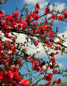 Chaenomeles speciosa Scarlet Storm - Cognassier du Japon - Vue d'ensemble