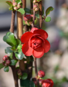 Chaenomeles speciosa Scarlet Storm - Cognassier du Japon - boutons de fleur