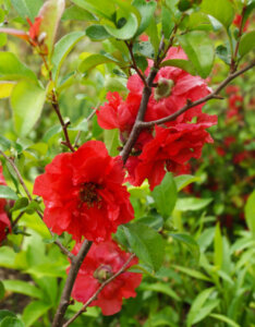 Chaenomeles speciosa Scarlet Storm - Cognassier du Japon - fleurs