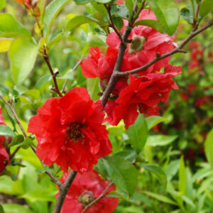 Chaenomeles speciosa Scarlet Storm - Cognassier du Japon - fleurs