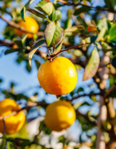 Chaenomeles superba Jet Trail - Cognassier du Japon - fructification