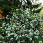 Chaenomeles superba Jet Trail - Cognassier du Japon - vue d'ensemble