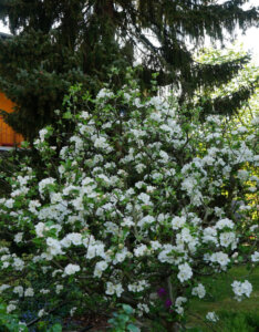 Chaenomeles superba Jet Trail - Cognassier du Japon - vue d'ensemble