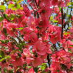 Chaenomeles superba Pink Lady - Cognassier du Japon - vue d'ensemble