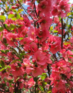 Chaenomeles superba Pink Lady - Cognassier du Japon - vue d'ensemble
