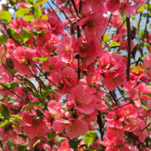 Chaenomeles superba Pink Lady - Cognassier du Japon - vue d'ensemble