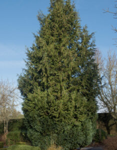 Chamaecyparis lawsoniana Columnaris - Cyprès de Lawson - vue d'ensemble