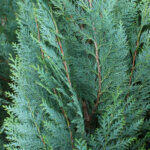 Chamaecyparis lawsoniana Columnaris - Cyprès de Lawson - Feuillage