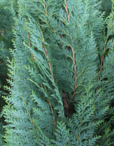 Chamaecyparis lawsoniana Columnaris - Cyprès de Lawson - Feuillage