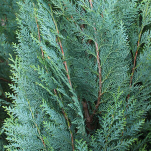 Chamaecyparis lawsoniana Columnaris - Cyprès de Lawson - Feuillage