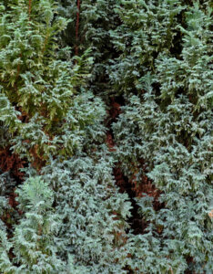 Chamaecyparis lawsoniana Elwoodii - Cyprès de Lawson - feuillage