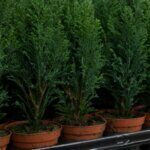 Chamaecyparis lawsoniana Elwoodii - Cyprès de Lawson