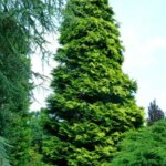 Chamaecyparis lawsoniana Ivonne - Cyprès de Lawson - Vue d'ensemble