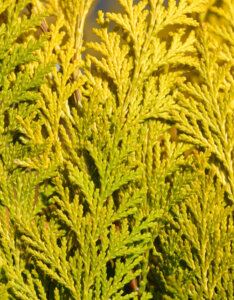 Chamaecyparis lawsoniana Ivonne - Cyprès de Lawson - feuillage