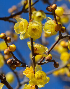 Chimonanthus praecox - Chimonanthe précoce - Fleurs