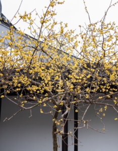 Chimonanthus praecox - Chimonanthe précoce - vue d'ensemble