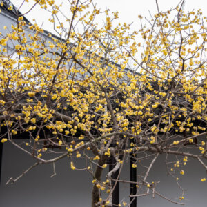 Chimonanthus praecox - Chimonanthe précoce - vue d'ensemble