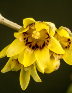 Chimonanthus praecox - Chimonanthe précoce - fleurs