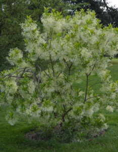 Chionanthus Virginicus - Arbre à neige - Arbre à franges - vue d'ensemble