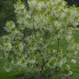 Chionanthus Virginicus - Arbre à neige - Arbre à franges - vue d'ensemble