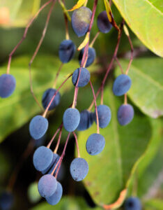 Chionanthus Virginicus - Arbre à neige - Arbre à franges - Fructification