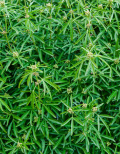 Choisya Aztec Pearl - Oranger du Mexique - feuillage