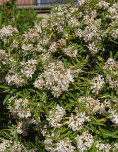 Choisya Aztec Pearl - Oranger du Mexique - Vue d'ensemble