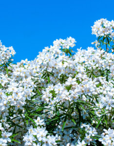 Choisya Aztec Pearl - Oranger du Mexique - fleurs