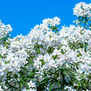 Choisya Aztec Pearl - Oranger du Mexique - fleurs