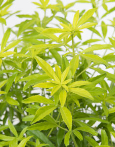 Choisya Goldfinger - Oranger du Mexique Doré - feuillage