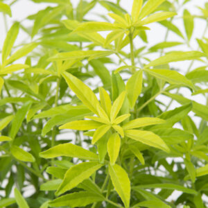 Choisya Goldfinger - Oranger du Mexique Doré - feuillage