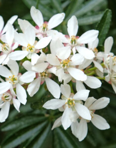 Choisya ternata - Oranger du Mexique - fleurs
