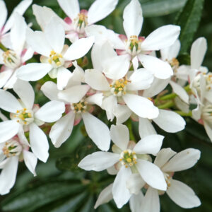 Choisya ternata - Oranger du Mexique - fleurs