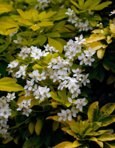 Choisya ternata Sundance - Oranger du Mexique Doré - fleurs